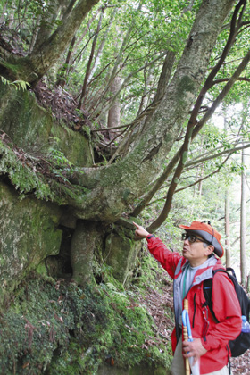 
岩の隙間に根を張る木について説明する久保田慶蔵さん＝いずれも愛媛県宇和島市で