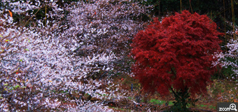 アンズ／岐阜県西坂町　「四季桜」　癒しを心がけます。自然を求めて各地に撮影に行きます