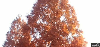ＭＩＷＡ／愛知県名古屋市　「秋の夕暮れ散歩で出会った大きなヤツ」　木の大きさと、葉の色が伝わるといいなと・・・でも逆光、これもまた味かなとｗ