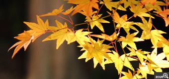 えりゴン／愛知県東浦町　「秋の足音」　木の根元からカサカサと・・・。午後の傾いた光を受けて、金色に輝くモミジを見つけました。葉の輝きを保ちつつ、樹と葉っぱの重なりのバランスに苦労しました。