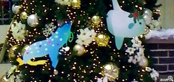 のっそりくまたん／埼玉県朝霞市　「もう　クリスマスツリー♪が」　大きなクリスマスツリーの前ではイベントでお米が販売されていました。