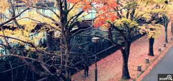 なっちゃん／愛知県豊田市　「落ち葉のじゅうたん」　綺麗に落ち葉で埋め尽くされた歩道と、紅葉した木々の並木道が美しくて撮影しました。
