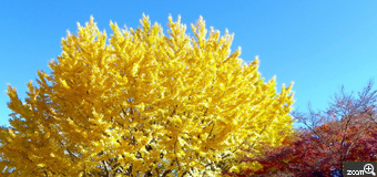のっそりくまたん／埼玉県朝霞市　「冬晴れ♪」　師走の空と黄葉、まだ間に合いました。