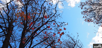 にゃんこ／愛知県名古屋市　「冬の到来。」　ほんの１０日ほど前までは綺麗な紅葉だったのに、すっかり葉も落ちて、冬支度が始まっていました。青い空に散り残った赤い葉がキレイでした♪