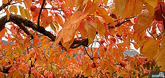 かおりんご／岐阜県大垣市　「優しい秋色」　柿の葉の紅葉がとっても素敵でした。オレンジの暖かな感じを表現したかったです。