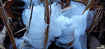 ルリラ／宮城県亘理郡亘理町　「シモバシラ」　シモバシラという植物が水を吸上げる時にできる氷の花です。氷の繊細さと美しさを表現できたらと・・・。