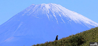 真里／愛知県名古屋市　「駒ヶ岳からの富士」　前日新東名から初冠雪を眺めたのに、翌日は、、。　前日の雪が南面から消えていた！
