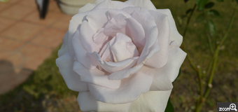 近江藤／滋賀県東近江市　「純白のバラ」　敬宮愛子内親王殿下に捧げられた純白のバラ。　11月でも「びわ湖フレグランスローズガーデン栞」に咲いています。一度ご覧になっては。少し近づきすぎました。ミシガンも見え風景も素晴らしかったです。