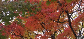 優希／奈良県大和高田市　「公園で」　公園に赤くなった木があったので綺麗だなと思いとりました。　逆光にならないようにだけ気をつけました。