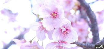 izumi／愛知県知多市　「ピンクの河津桜 咲いたよ」　毎年楽しみにしてる知多半島の河津桜並木。咲き始めました。　おひさまに照らされて透ける花びらが撮りたくて。カメラ初心者だからね…何をどういじっていいやらわからなくって。カメラと格闘…笑