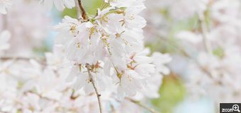 みん／愛知県稲沢市　「春の訪れ」　春らしくファンシー感いっぱいに撮ってみました。
