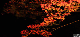 はる／茨城県土浦市　「夜に浮かぶ紅葉」　六義園のライトアップ。オレンジから枝先にかけて赤くなるように撮ってみました。　ライトアップの光も考慮して、赤が映えるように背景は暗くしました。