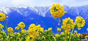 ヨッコ／滋賀県大津市　「麓は「春の訪れ」を感じて」　雪の比良山系と、菜の花のコラボ。　湖西側の比良山系雪景色をバックに、咲き始めたばかりの菜の花を撮影しました。