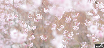 Fumi／愛知県名古屋市　「桜かおる。」　