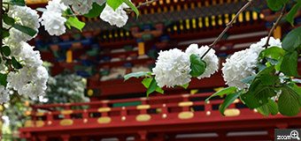 ミドリーヌ／愛知県名古屋市　「オオデマリと楼門」　赤い楼門と白いオオデマリがキレイでした
