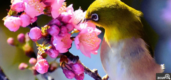 尚ちゃん／愛知県春日井市　「満腹です」　メジロです。早咲きの桜の蜜で腹いっぱいになったような腹です。　その時の野鳥の瞬間を連写で撮っています。