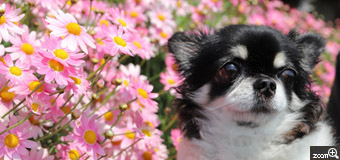 山ちゃん／三重県桑名市　「愛犬とマーガレット」　愛しい犬が、愛しい花の前でパチリと！　快晴で、風がない日を選びました。次にマーガレットが満開で、愛犬の体調が良い日を選びました。
