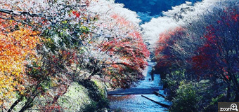 いたりん／愛知県豊田市　「晩秋の四季桜と紅葉」　散り始めた紅葉と四季桜のコントラストが鮮やかでした。　逆光を考えてコントラストを上げてみました。