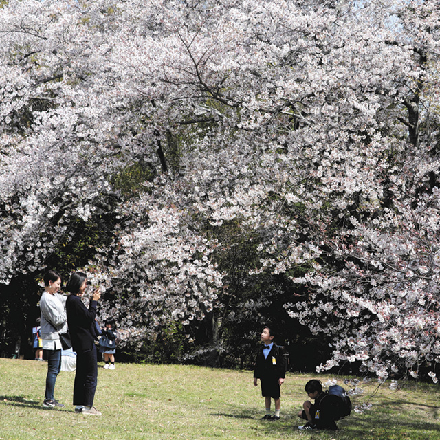浜松「蜆塚公園の桜」
