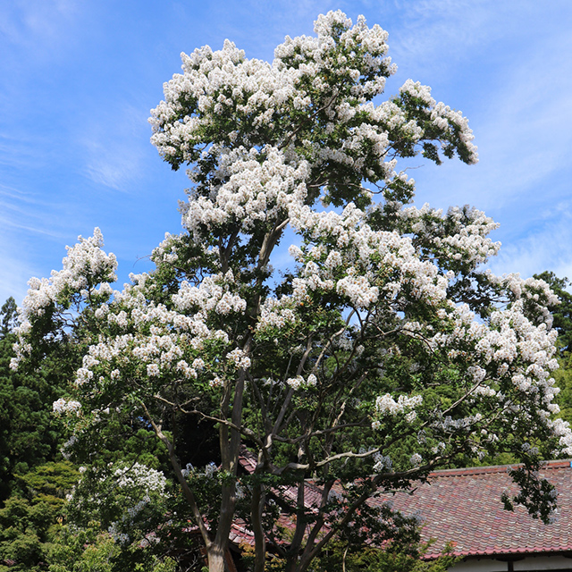 石川「青空に白い花がくっきりと映えるサルスベリ」
