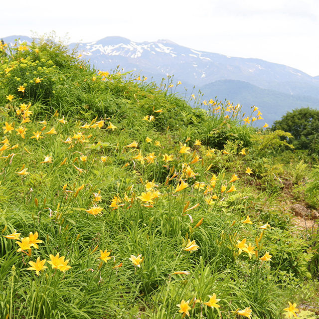 石川「白山を背景にオレンジ色の花を咲かせるニッコウキスゲなどが咲くお花畑」