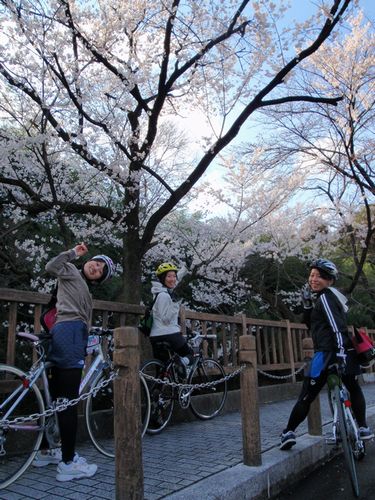 早咲きの満開桜.JPG