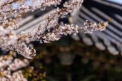 さくら咲く、釜山
