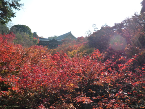 東福寺紅葉１.JPGのサムネール画像