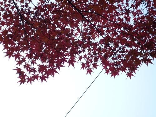 東福寺紅葉２.JPGのサムネール画像