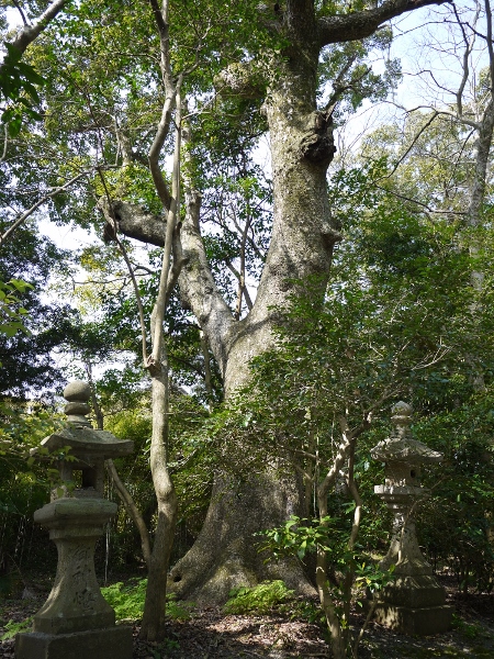 ６ Takamiya Shrine Sacred tree.jpg