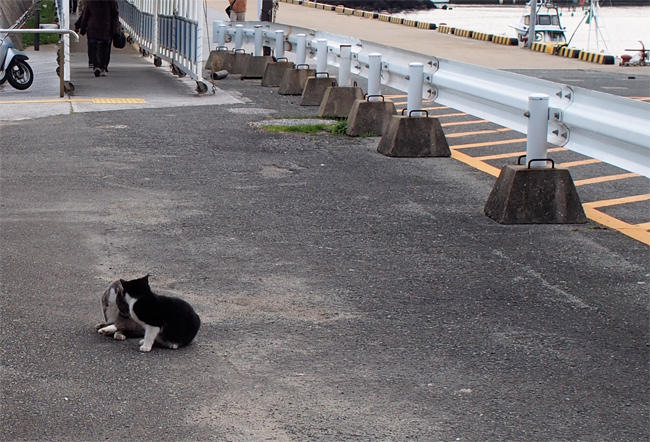 渡船場の猫さん3998.jpg