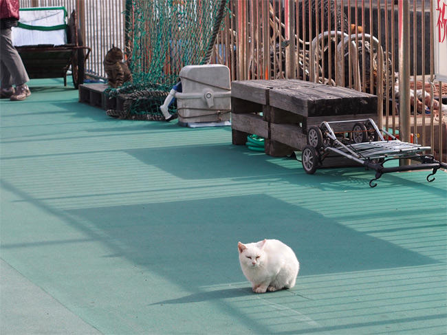 相島の猫さん2806.jpg