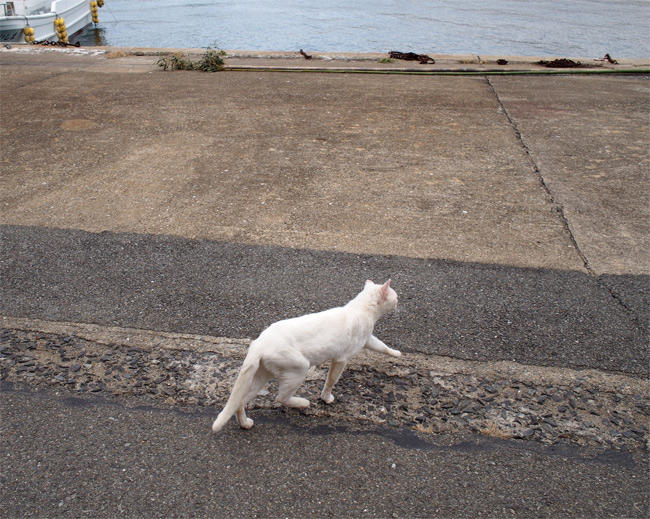 相島の猫さん2866.jpg