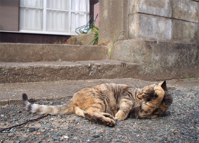 相島の猫さん2868.jpg