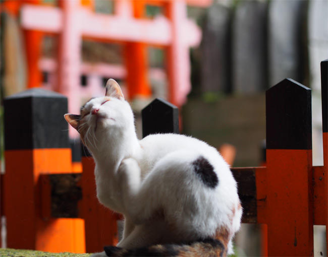 神社猫さん2921.jpg