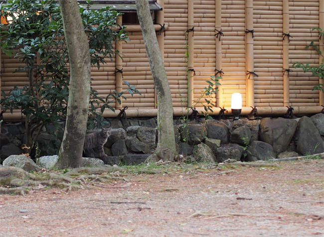 京都の公園猫さん2935.jpg