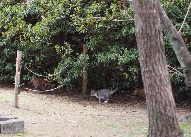 京都の公園猫さん2937.jpg