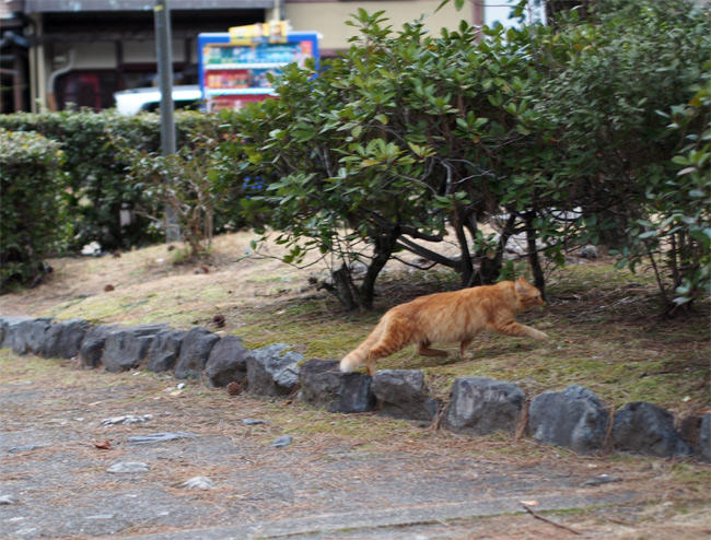 京都猫さん2940.jpg