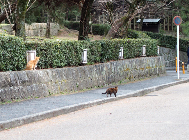 京都の猫さん2944.jpg