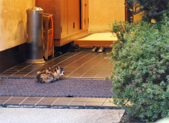 京都猫さん2945.jpg