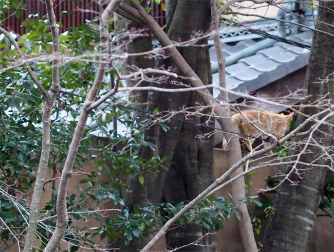 京都猫さん2947.jpg