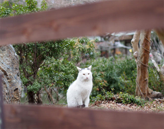 京都公園猫さん2948.jpg