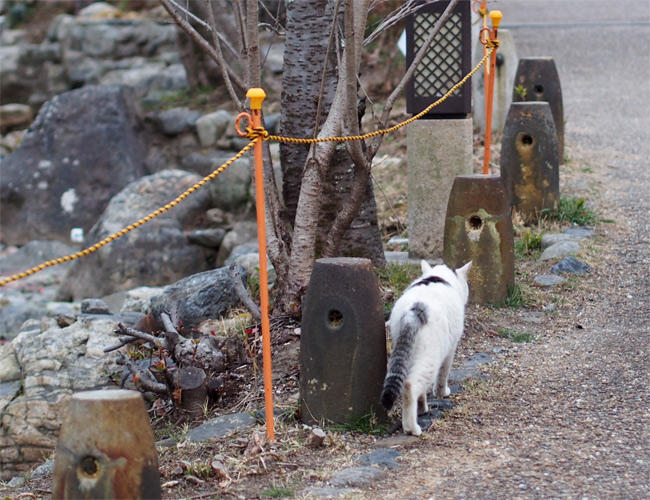 京都公園猫さん2950.jpg