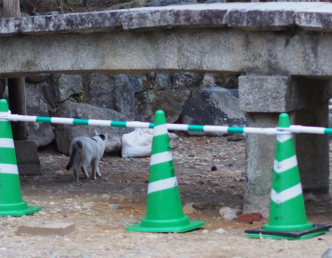 京都公園猫さん2952.jpg