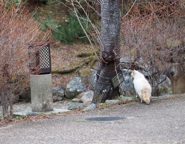 京都公園猫さん2954.jpg