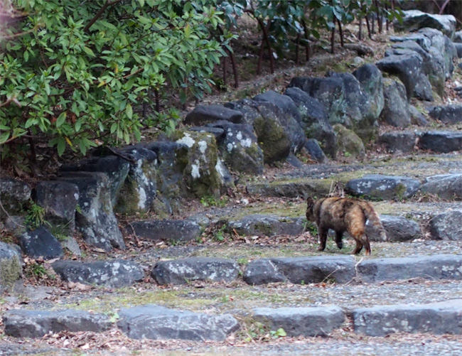 京都公園猫さん2956.jpg