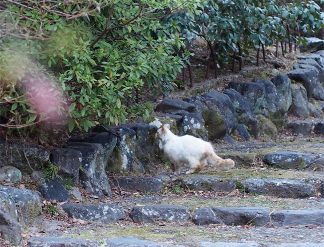 京都公園猫さん2957.jpg