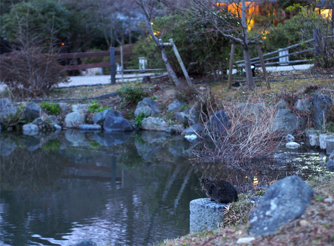 京都公園猫さん2961.jpg