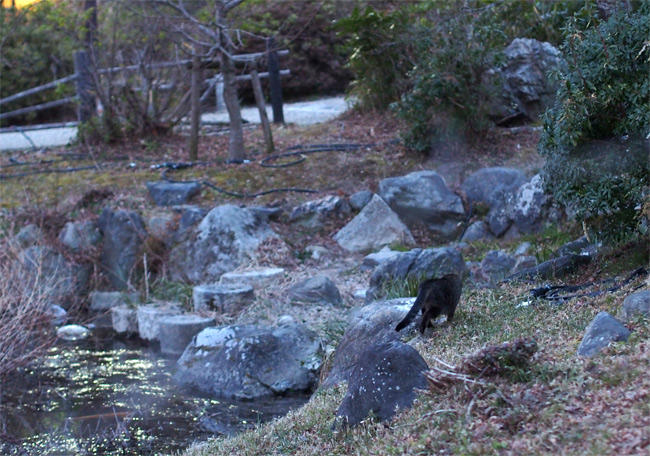 京都公園猫さん2962.jpg