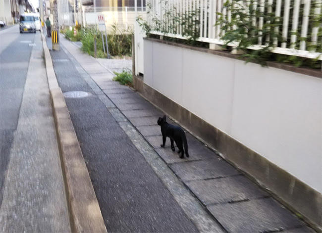 黒猫さん3222.jpg